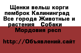 Щенки вельш корги пемброк Калининград - Все города Животные и растения » Собаки   . Мордовия респ.